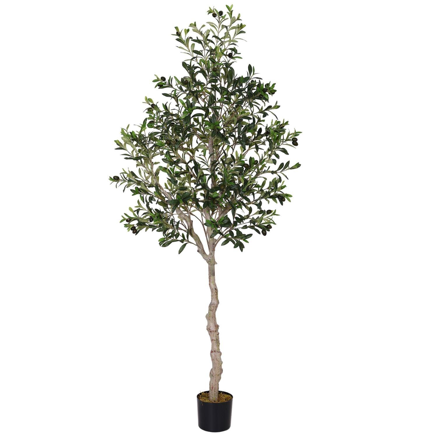 Olive Tree-Main Diagram
