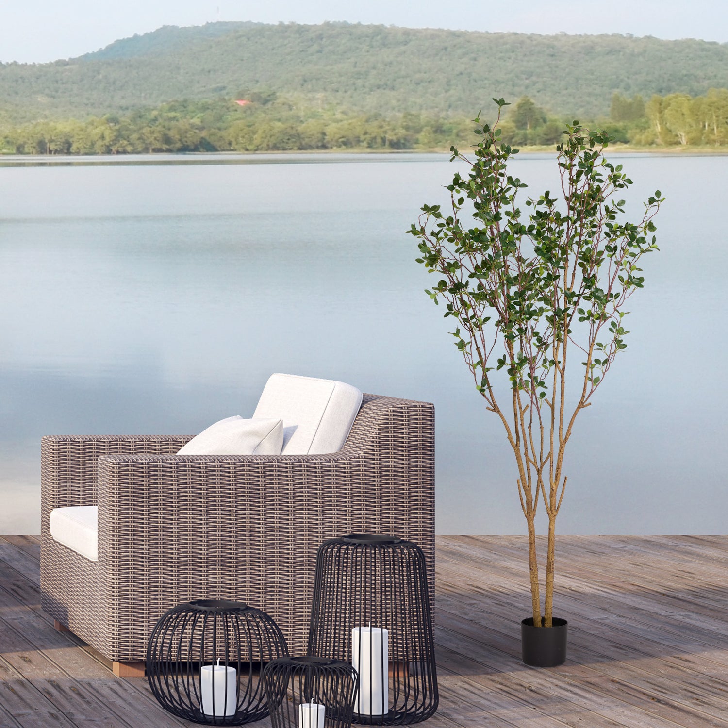 Evergreen Flowering Shrub for Year-Round Garden &amp; Indoor Decoration