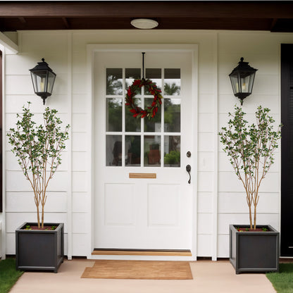 Evergreen Flowering Shrub for Year-Round Garden &amp; Indoor Decoration