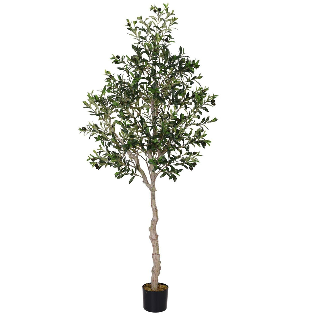 Olive Tree-Main Diagram