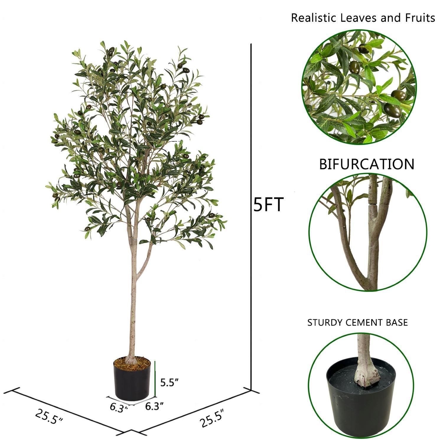 Olive Tree-Size-5FT