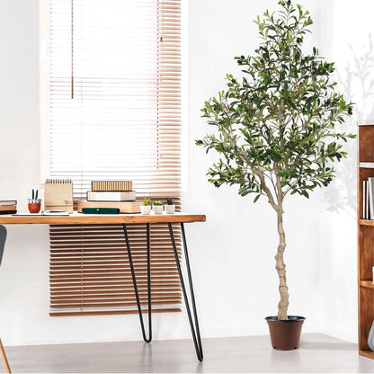 Olive Tree Potted Plant-Indoor Scene Map