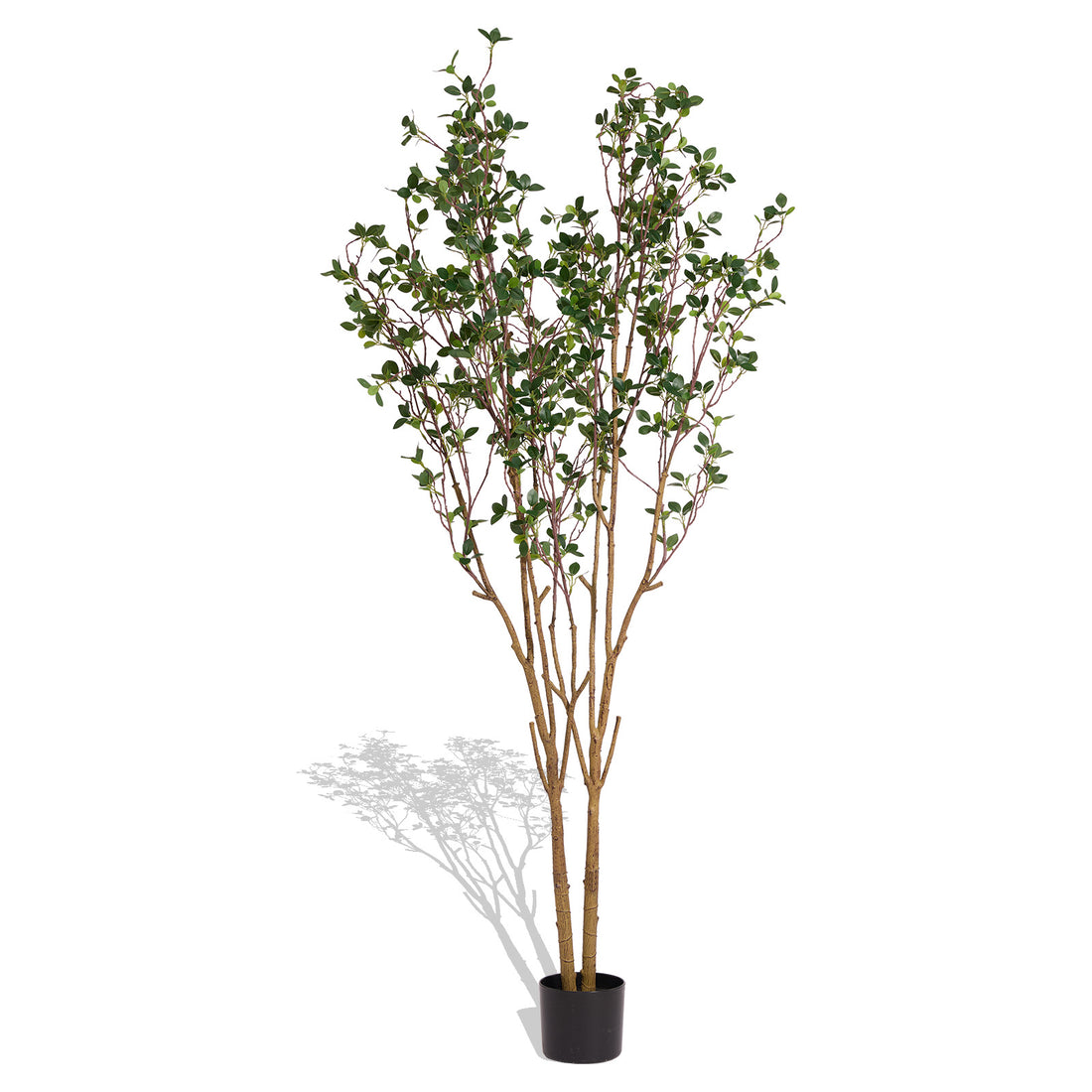 Evergreen Flowering Shrub for Year-Round Garden &amp; Indoor Decoration