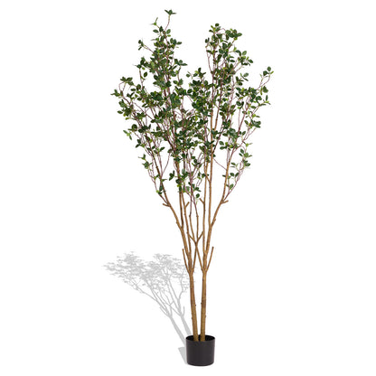 Evergreen Flowering Shrub for Year-Round Garden &amp; Indoor Decoration