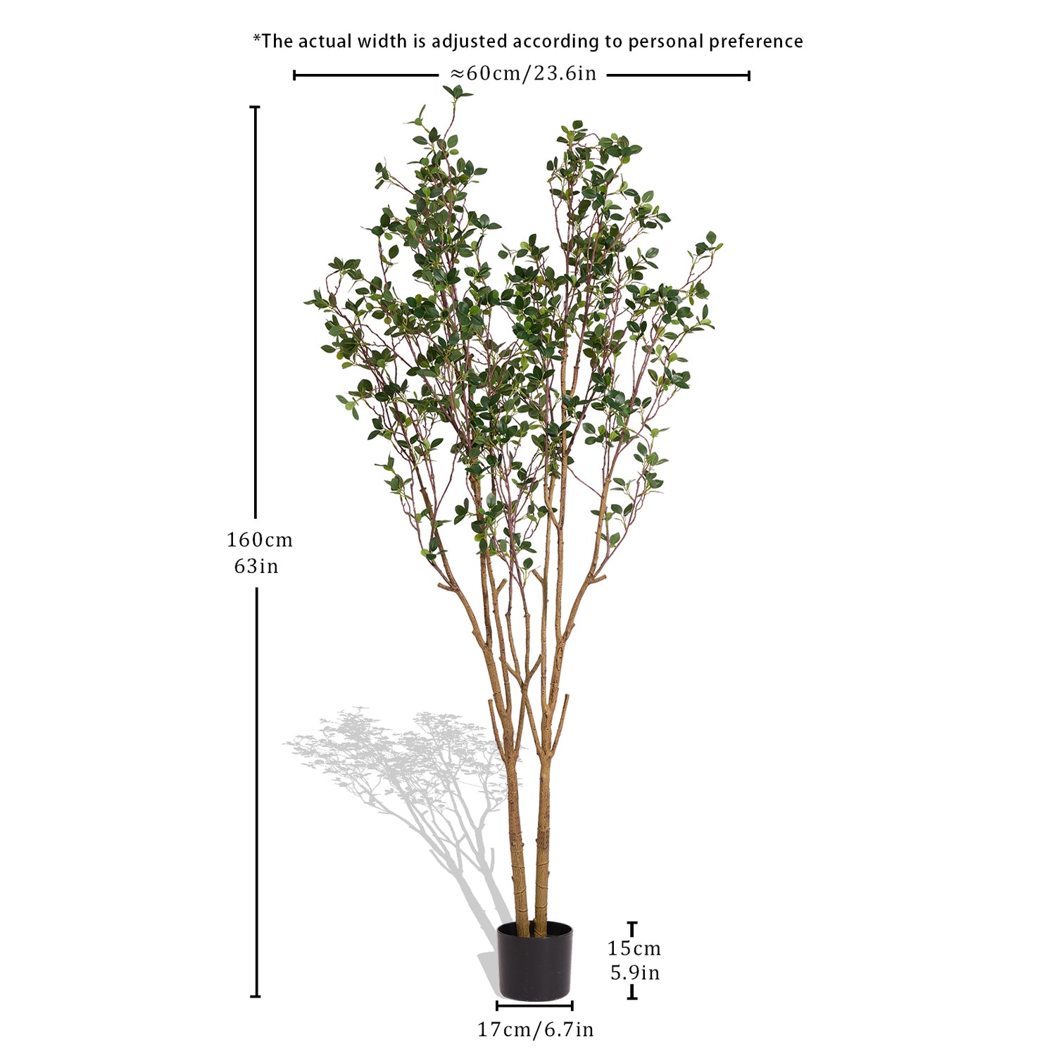 Evergreen Flowering Shrub for Year-Round Garden &amp; Indoor Decoration